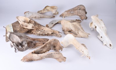 Lot 17 - Skulls/Anatomy: A collection of Wild Boar (Sus scrofa) skulls and skeletal elements