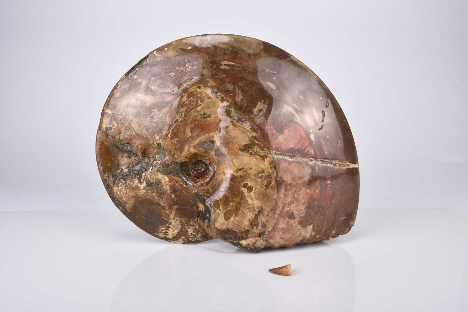 Lot 24 - An ammonite specimen with mosasaur tooth