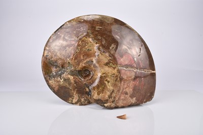 Lot 24 - An ammonite specimen with mosasaur tooth