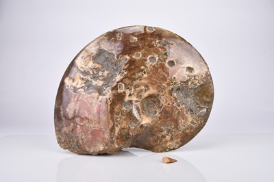 Lot 24 - An ammonite specimen with mosasaur tooth
