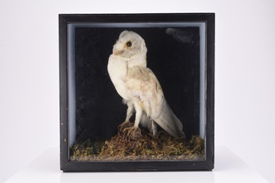 Lot 61 - Taxidermy: A Water rail (Rallus aquaticus) and a Barn owl (Tyto alba), both in diorama cases