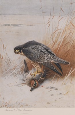 Lot 299 - Archibald Thorburn (1860-1935) Peregrine and Teal Signed Print