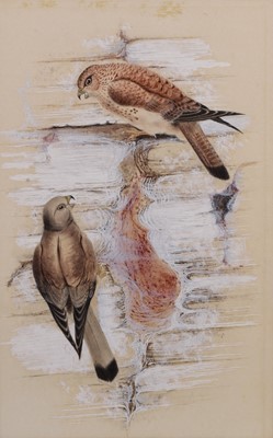Lot 300 - Michael Warren (b.1938) Lesser Kestrels