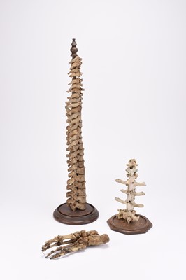Lot 54 - Anatomy: A human spinal column and foot, 19th century, with a section of animal vertebrae