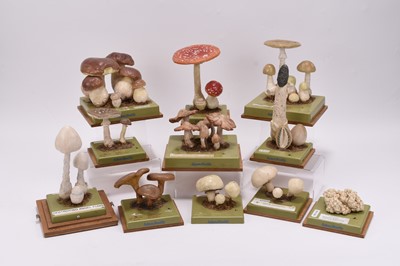 Lot A collection of Adam Rouilly models of fungi by Somso