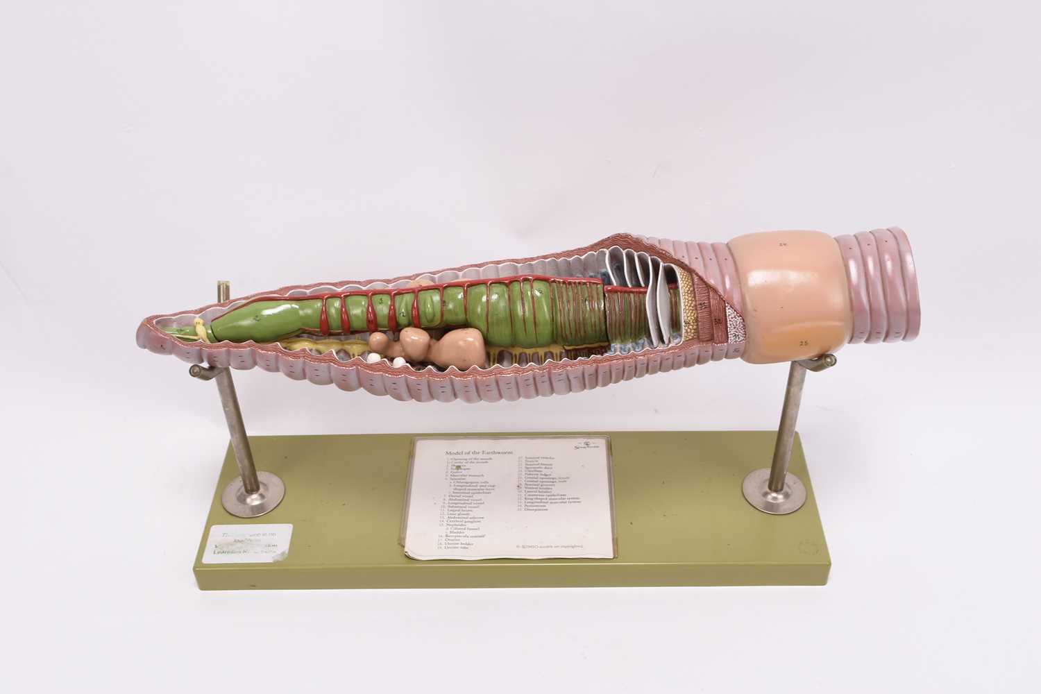 Lot 48 - A Somso cutaway model of an earthworm, cased