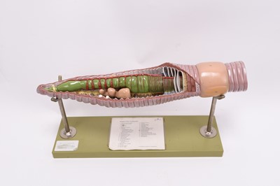 Lot 48 - A Somso cutaway model of an earthworm, cased