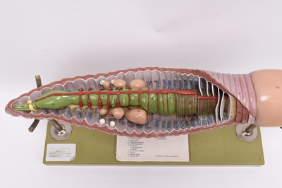 Lot 48 - A Somso cutaway model of an earthworm, cased