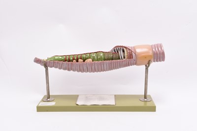 Lot 48 - A Somso cutaway model of an earthworm, cased