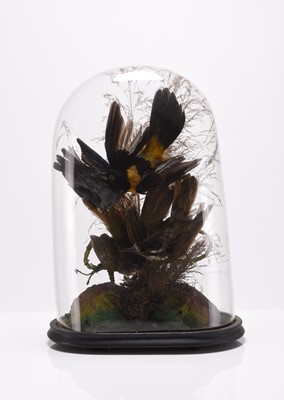 Lot 61 - Taxidermy: A late Victorian ornithological display under glass dome