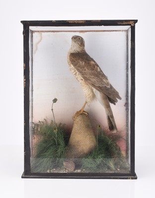 Lot 73 - Taxidermy: Two cased bird specimens, Goshawk (Accipiter gentilis) and Moorhen (Gallinula chloropus)