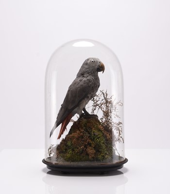 Lot 78 - Taxidermy: Two cased exotic bird specimens