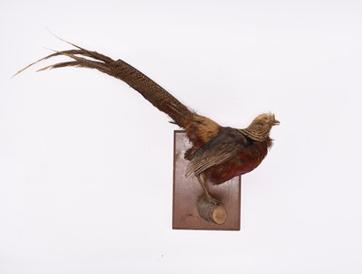 Lot 79 - Taxidermy: Two exotic bird specimens