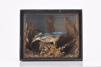 Lot 57 - Taxidermy: Three cased British bird specimens