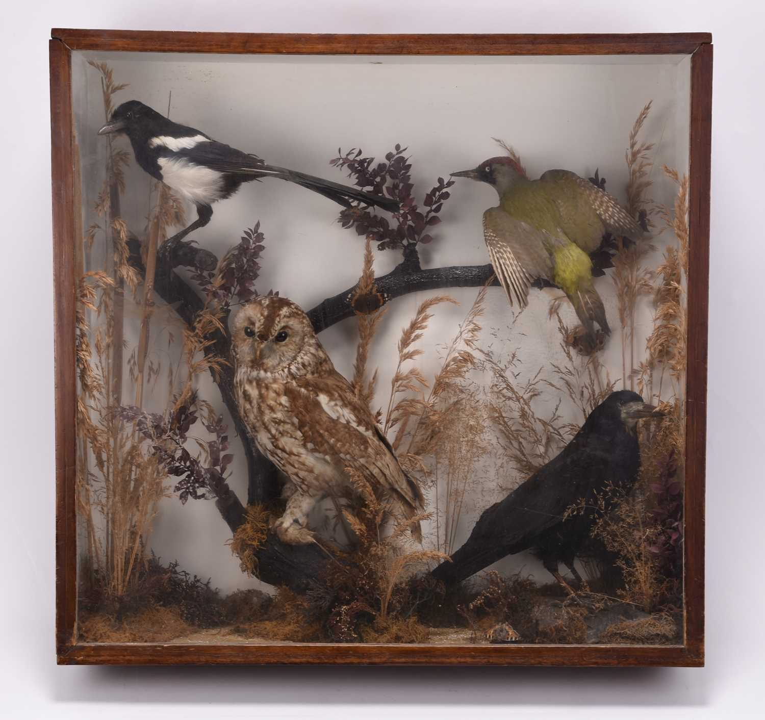 Lot 62 - Taxidermy: A cased diorama of British birds, circa 1930s