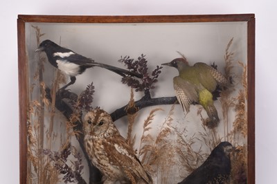 Lot 62 - Taxidermy: A cased diorama of British birds, circa 1930s