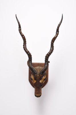 Lot 89 - Taxidermy: Rajputan Blackbuck (Antilope cervicapra rajputanae) head mount
