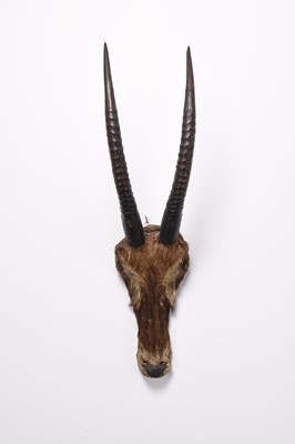 Lot 86 - Taxidermy: Two African antelope horn displays