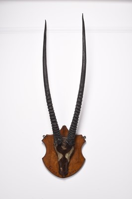 Lot 88 - Taxidermy: Gemsbok (Oryx gazella), late Victorian