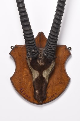Lot 88 - Taxidermy: Gemsbok (Oryx gazella), late Victorian