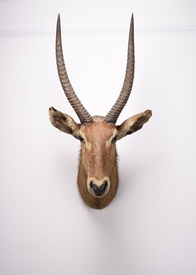 Lot 87 - Taxidermy: Waterbuck (Kobus ellipsiprymnus) head mount by Roland Ward