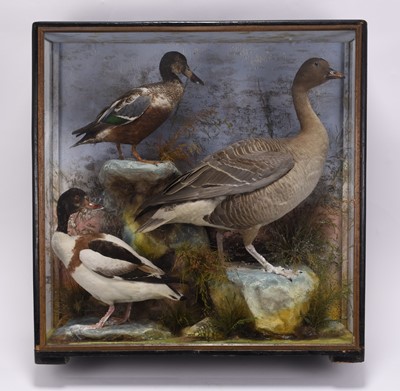 Lot 64 - Taxidermy: A cased diorama of British water birds by James Hutchings, Aberystwyth