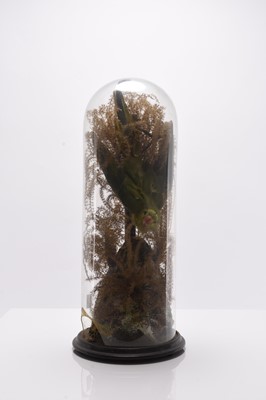 Lot 80 - Taxidermy: Two cased exotic bird specimens, 1920s-30s