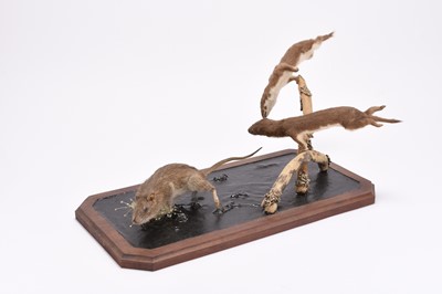 Lot 41 - Taxidermy: Weasels pursuing a rat, a dynamic diorama by Robert Reed