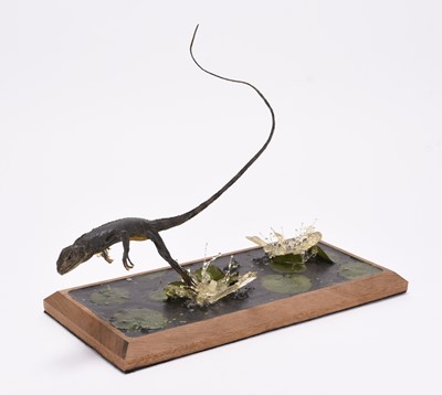 Lot 84 - Taxidermy: European Wall Lizard (Podarcis liolepis) leaping water lilies by Robert Reed