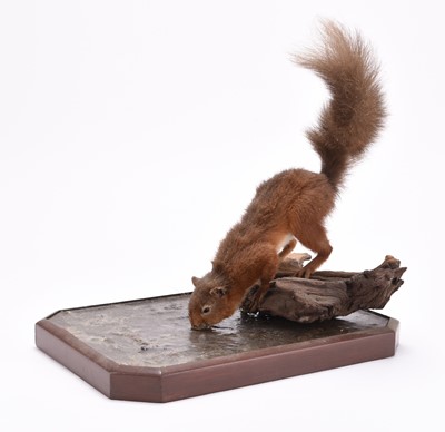 Lot 39 - Taxidermy: Red squirrel drinking (Sciurus vulgaris) by Robert Reed