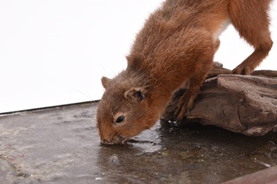 Lot 39 - Taxidermy: Red squirrel drinking (Sciurus vulgaris) by Robert Reed
