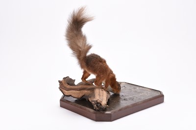 Lot 39 - Taxidermy: Red squirrel drinking (Sciurus vulgaris) by Robert Reed