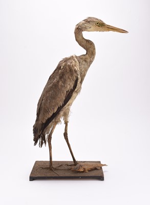 Lot 63 - Taxidermy: Grey Heron with caught fish (Ardea cinerea)