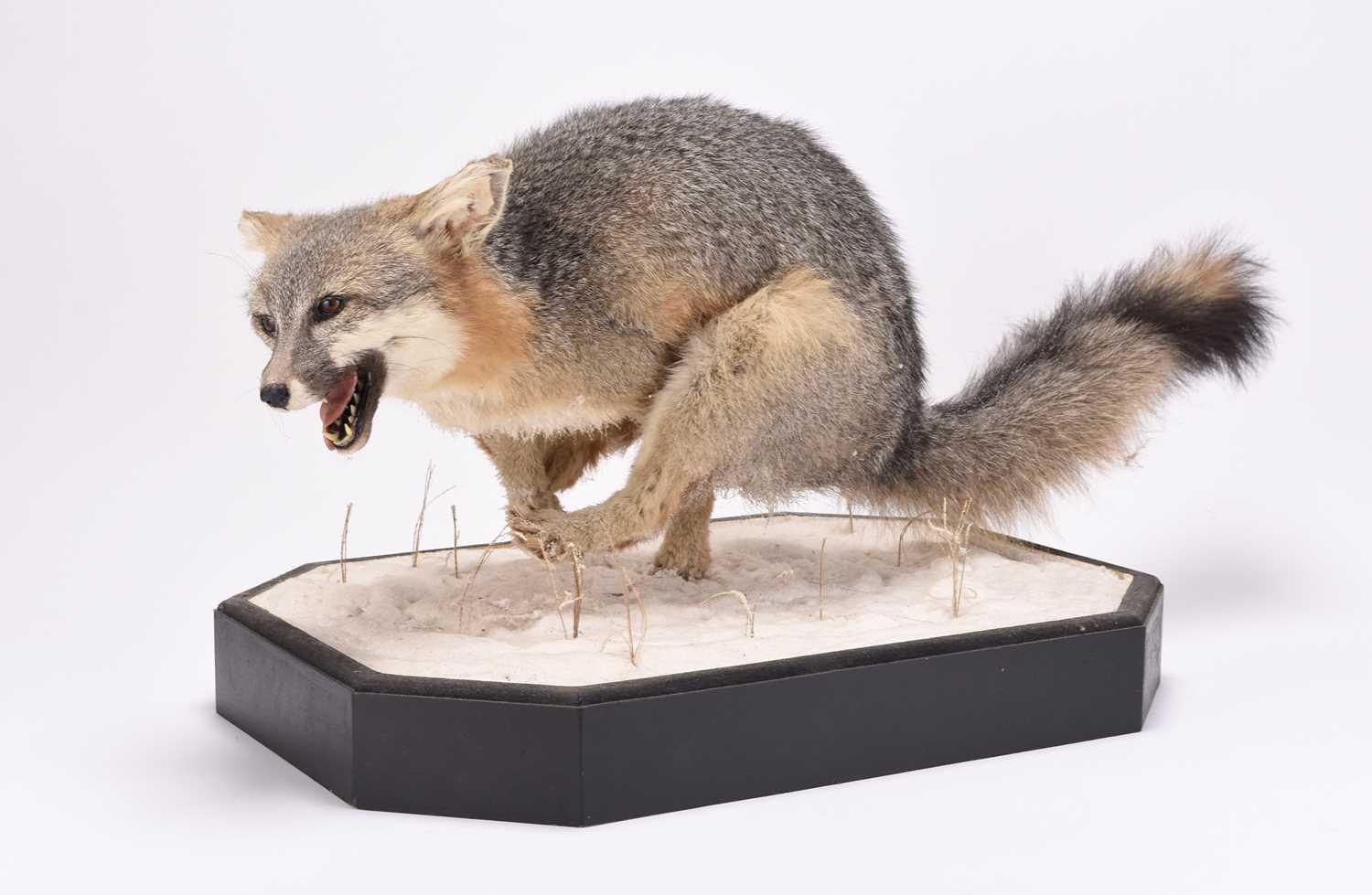 Lot 63 - Taxidermy: Red Fox (Vulpes vulpes) on snowy diorama by Robert Reed