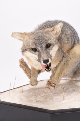 Lot 63 - Taxidermy: Red Fox (Vulpes vulpes) on snowy diorama by Robert Reed
