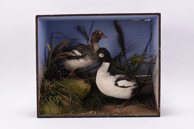 Lot 69 - Taxidermy: Two cased British bird displays