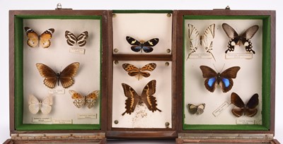 Lot 47 - Taxidermy: A collection of cased insect and butterfly specimens