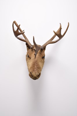 Lot 37 - Taxidermy: Reindeer (Rangifer tarandus)