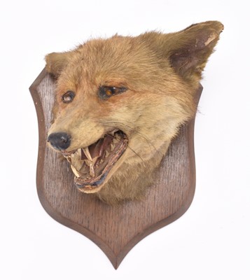 Lot 33 - Taxidermy: Fox head mount (Vulpes vulpes) by Spicer of Leamington