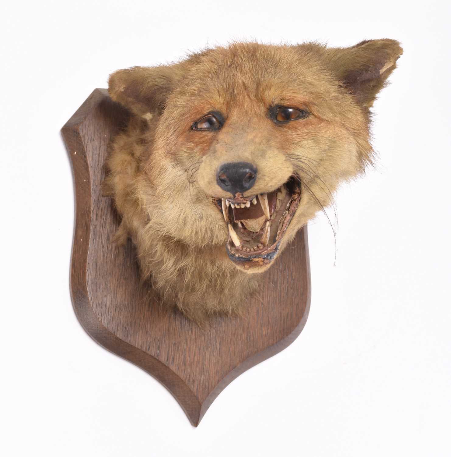 Lot 33 - Taxidermy: Fox head mount (Vulpes vulpes) by Spicer of Leamington