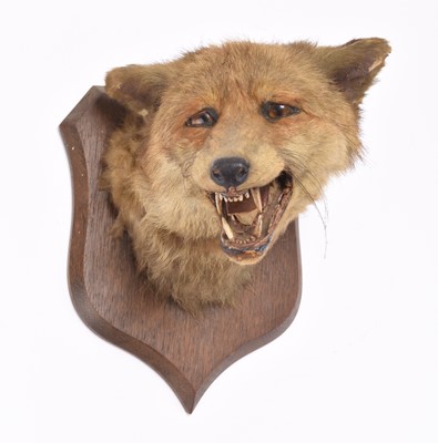 Lot 33 - Taxidermy: Fox head mount (Vulpes vulpes) by Spicer of Leamington