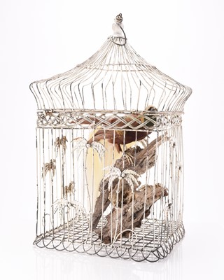 Lot 82 - Taxidermy: A Lesser Bird-of-Paradise (Paradisaea minor) to an early 20th century bird cage