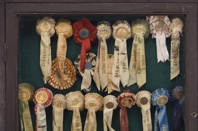 Lot 20 - A collection of gilt metal and silk equestrian rosettes, 1923-1929, to a display case
