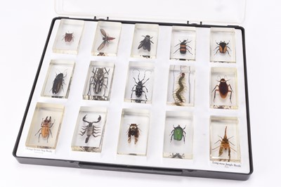 Lot 50 - Taxidermy: A collection of cased insect specimens