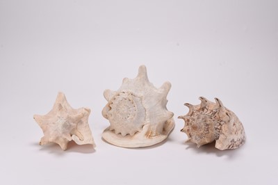 Lot 93 - Three large conch shells