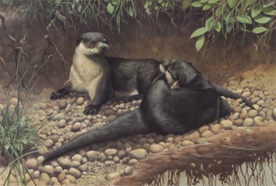 Lot 42 - Adrian Rigby (b.1962) Large Quantity of Signed Prints 'Otters' Ex Gallery Stock