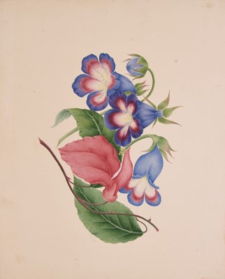 Lot 182 - Chinese school, 19th century, a botanical study