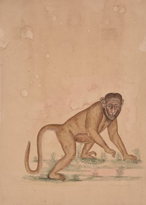 Lot 35 - A Company School painting of a monkey, Mughal, 19th century