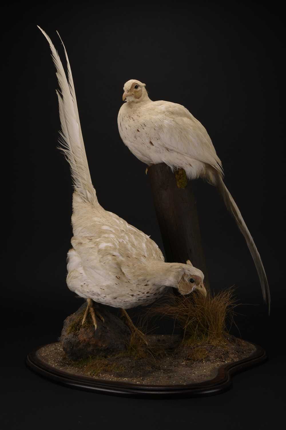 Lot 60 - Taxidermy: A pair of white pheasant (Crossoptilon crossoptilon)