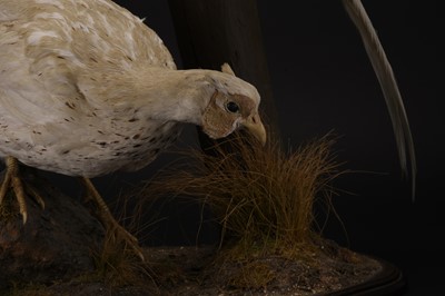 Lot 60 - Taxidermy: A pair of white pheasant (Crossoptilon crossoptilon)